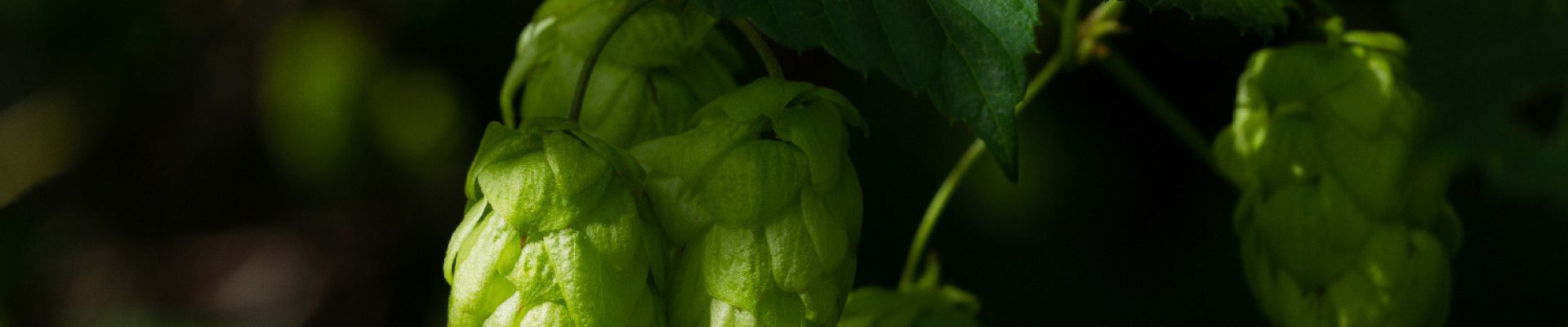 houblon-vef houblon-vef